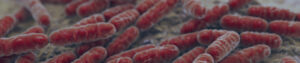 Bacillus probiotic computer graphics