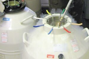 Presynchronization improves fertility in cows inseminated with sex-sorted semen