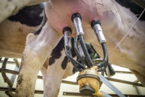 Tactile stimulation is the most critical factor associated with delayed milk ejection