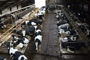 Improving cow welfare in Canadian dairies