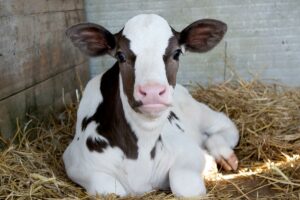 Effects of feeding non-saleable milk containing antibiotics on calf growth