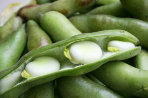 Feeding faba beans as an alternative protein and starch source