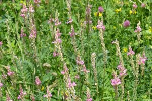 Sainfoin forage, hay or silage for preserving condensed tannins?