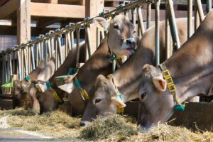 Rumen-protected folic acid supplementation in dairy cows