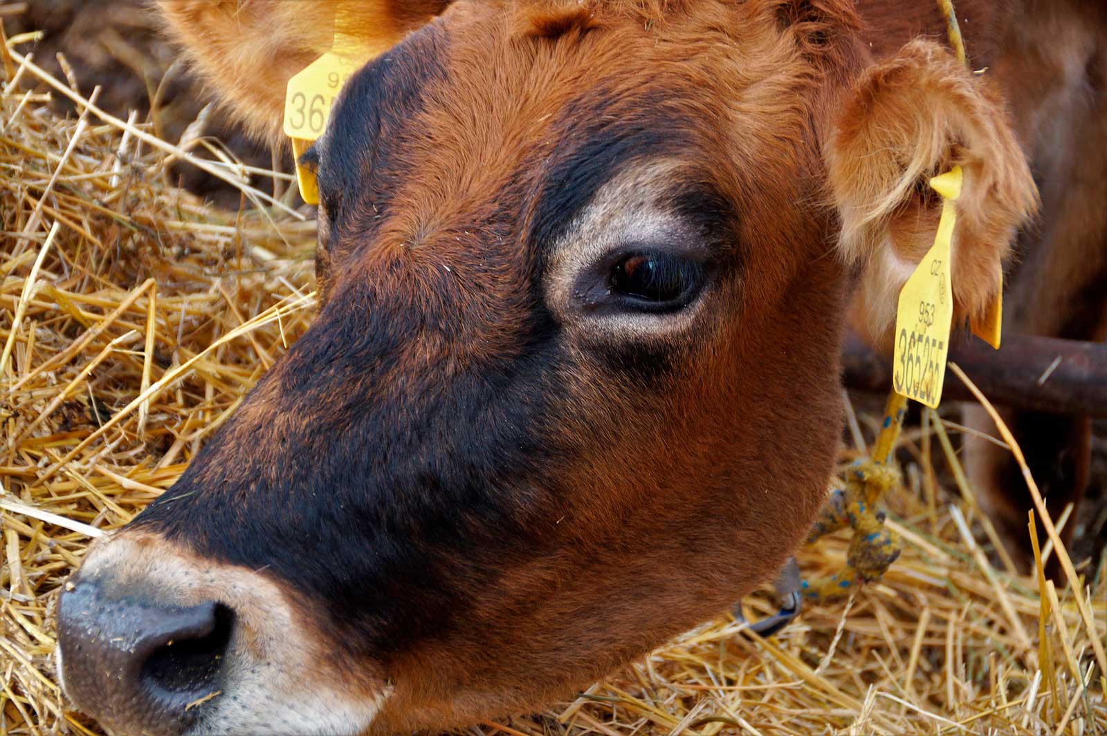 Incidence of copper toxicity in dairy cows