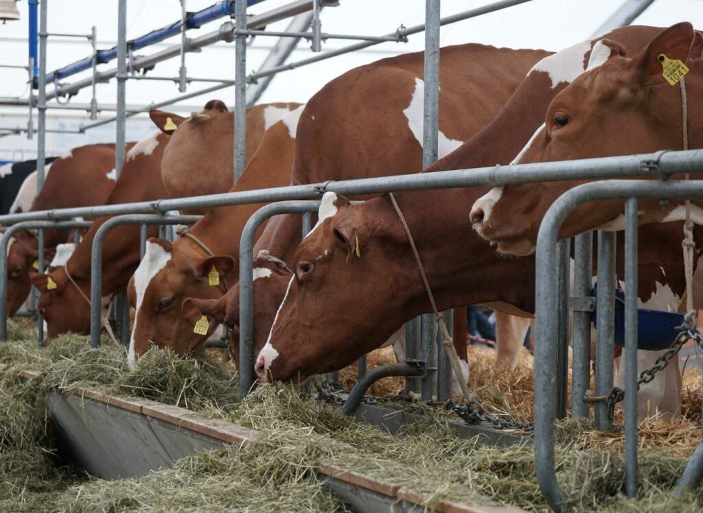 Concentrados Proteicos - Dellait Knowledge Center - Animal Nutrition ...