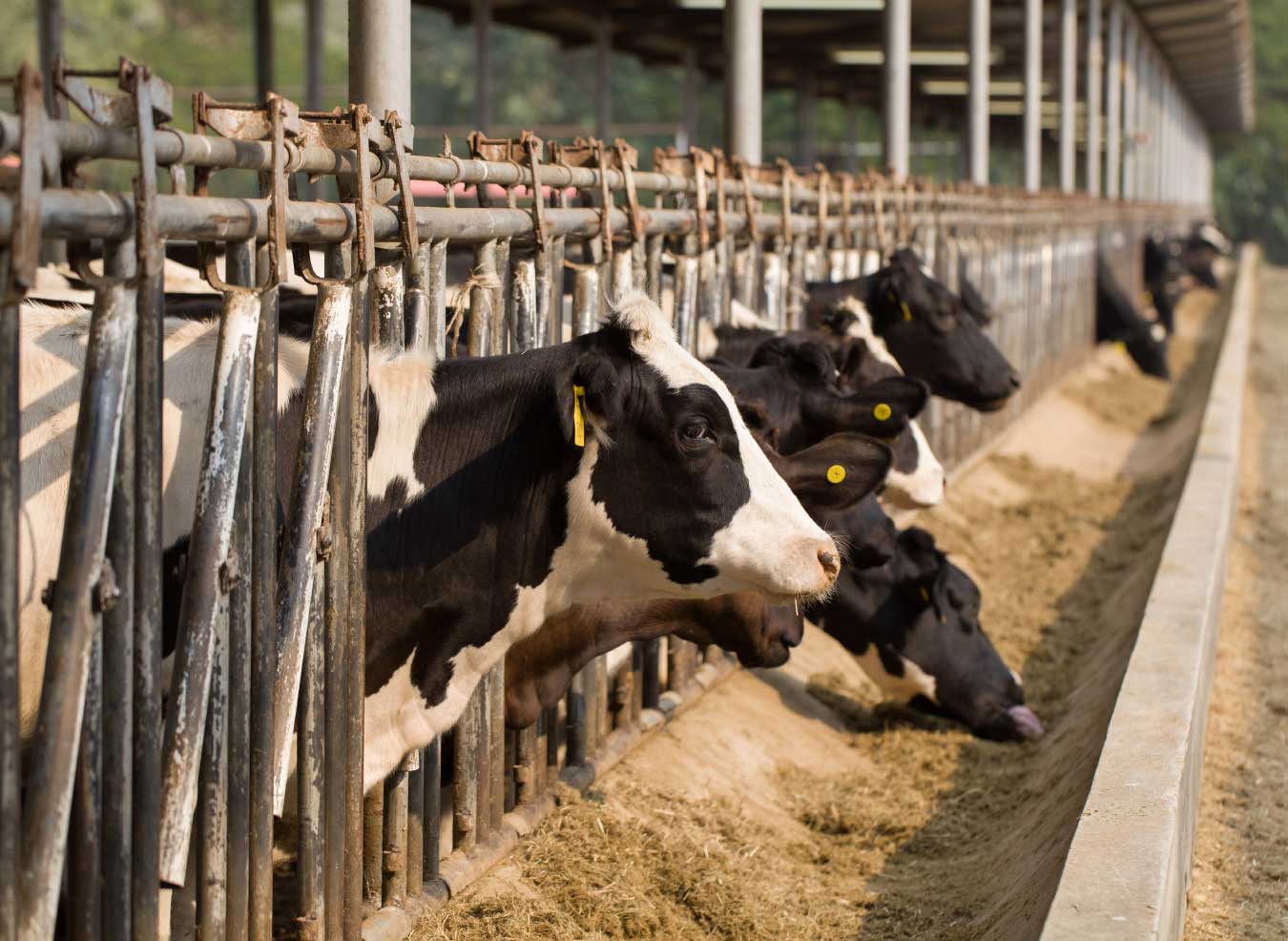 Effects of the selective feeding behavior in dairy cows