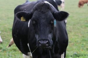 Metabolic risk factors: Minimize fresh cow problems