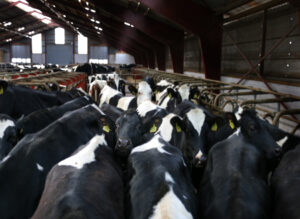 Holsteins mobilize more energy
