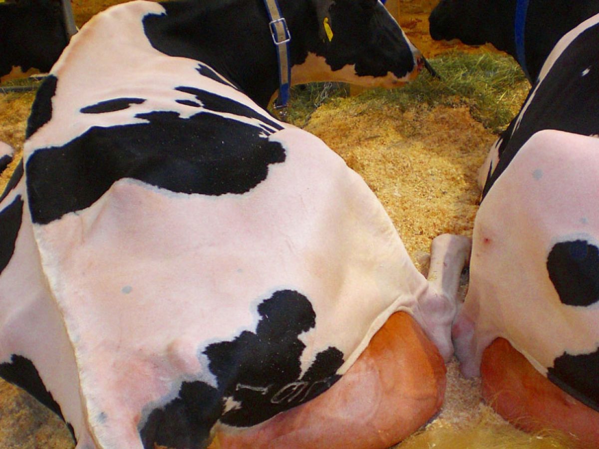 Wiskundige diep vaak Lying and eating behavior of Jersey and Holstein cows