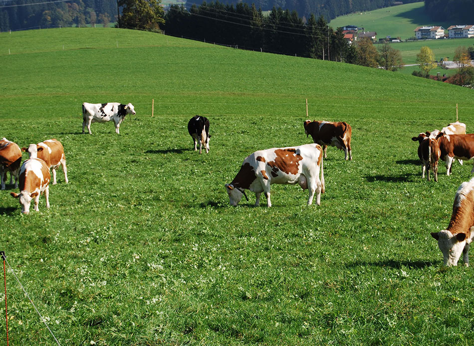 Protein intake and nitrogen efficiency go hand in hand