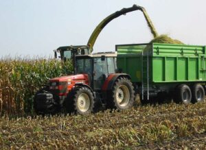 Using drought-stressed corn as forage