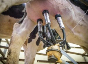 Is 6 times milking profitable?