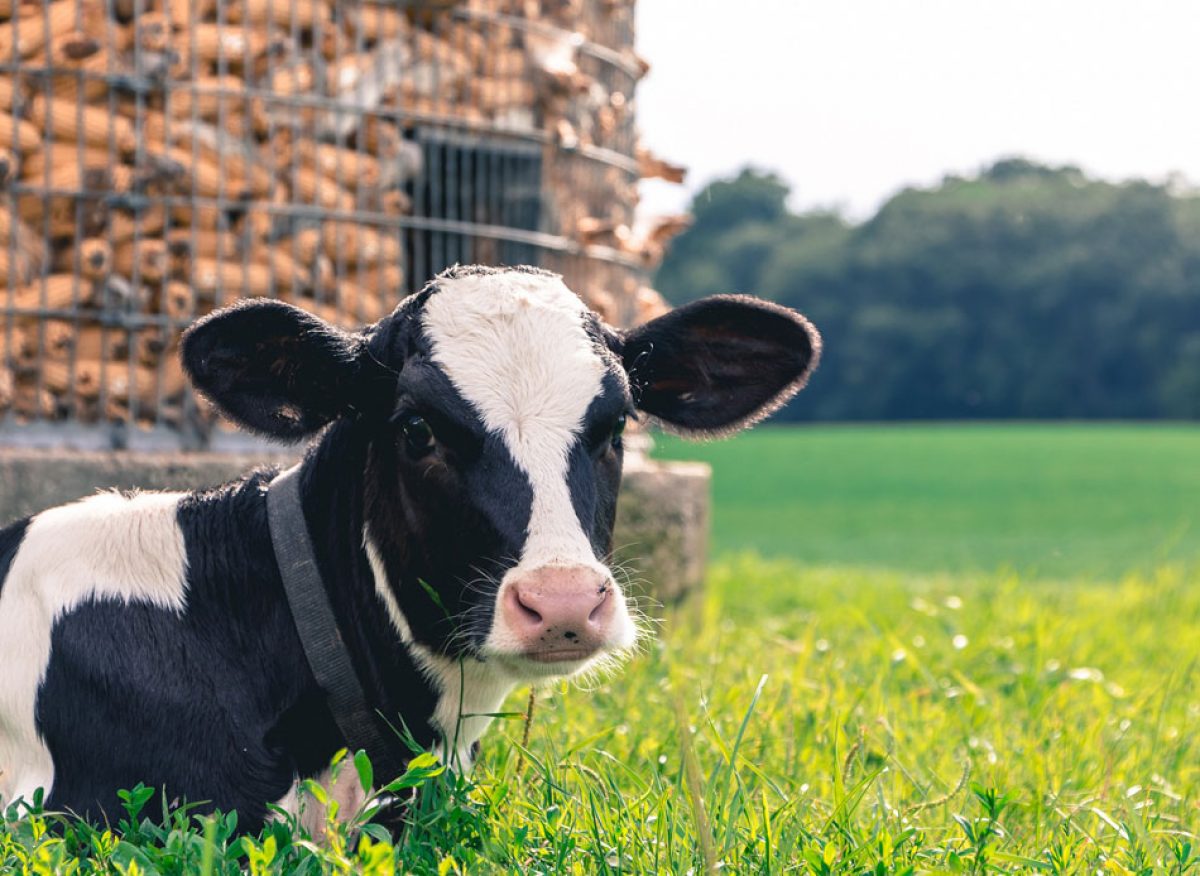 Calf bedding materials for spring - Dairy