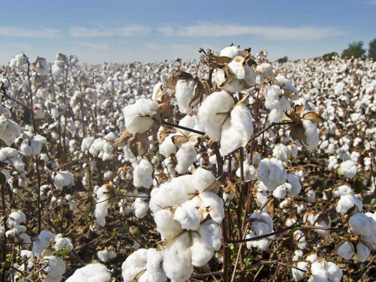 Whole Cottonseed a Super Feed for Dairy Cows - Cotton Incorporated