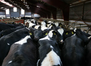 Diferencias en eficiencia alimentaria entre vacas de raza Jerseys y Holsteins