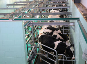 Factores que contribuyen a la diferencia en eficiencia alimentaria entre vacas Jersey y Holstein