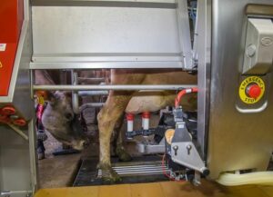 Alimentación robotizada en vacuno lechero