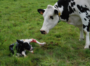 Fresh cow and her newborn calf