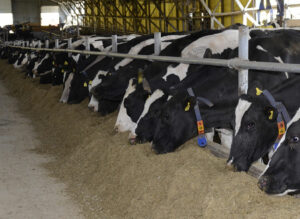 Mejora de la eficiencia proteica en ganado vacuno lechero