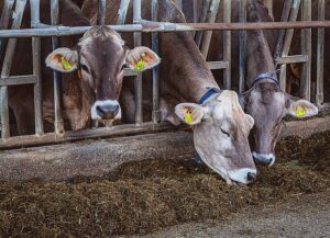 Three cows eating total mixed ration (TMR)