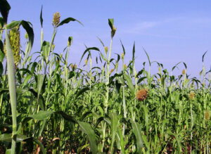 Sorgo forrajero BMR en dietas de vacuno lechero