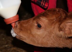 How much milk should we give our dairy calves?
