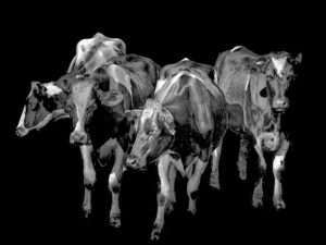 A painting of four Holstein cows