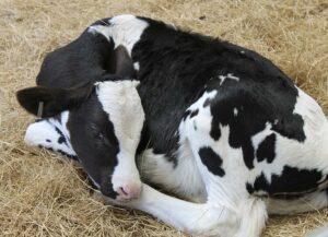 A cute Holstein calf resting on the straw