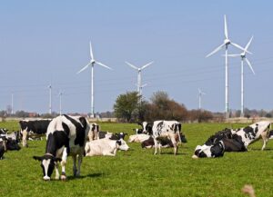 A herd of Holstein dairy cows grazing in a meadow and a few wind turbines behind