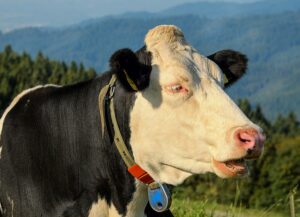 Simmental cow portrait