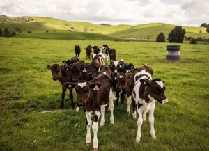 A little herd of cute Holstein calves on the grass
