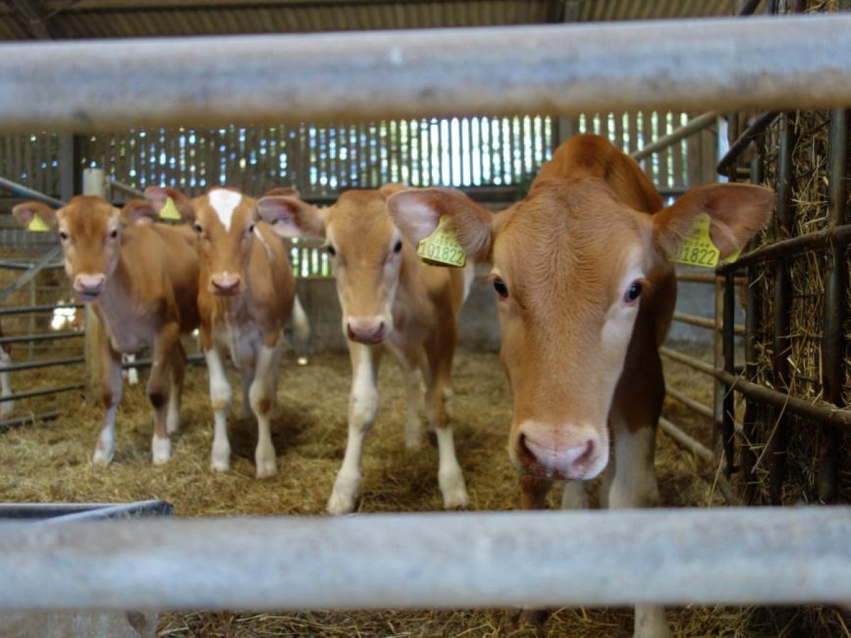 Importance of concentrate intake in pre-weaned heifers