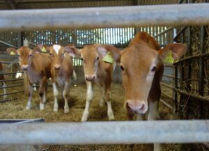 Importance of concentrate intake in pre-weaned heifers