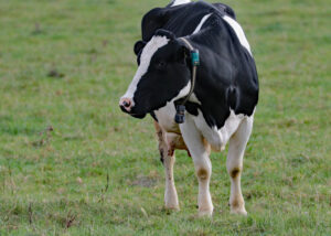 Automated detection of lameness in dairy cattle