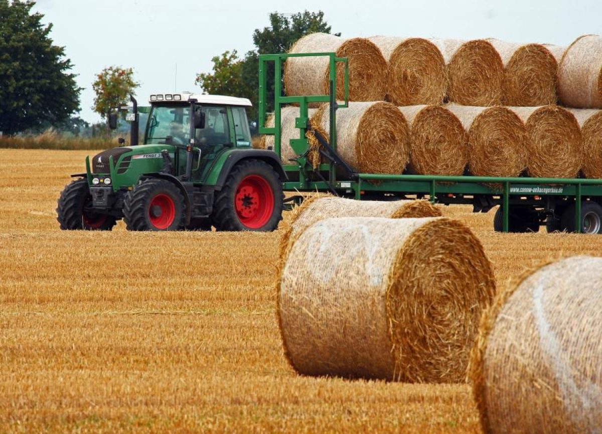 Manejo de dietas de vacas secas con alta inclusión de paja de trigo