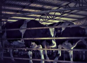 Vacas lecheras estabuladas