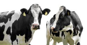 La consultora láctea Dellait lanza su nueva web