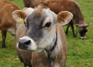 Estudio de microbioma ruminal con vacas Jersey