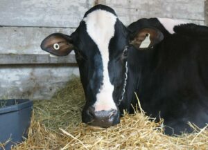 Percepción del productor de leche sobre el manejo de las vacas