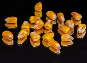 Relación entre la respuesta productiva y el grano de maíz