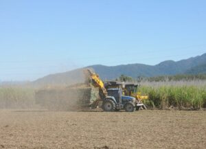 Sugarcane bagasse as an effective source of fiber