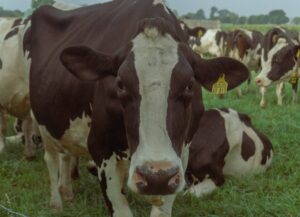 Efectos del grano de cebada en vacas alimentadas con raigrás