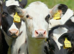 Oregano essential oil as growth promoter in growing calves