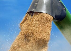 Inclusión de granos de trigo o de maíz en las dietas