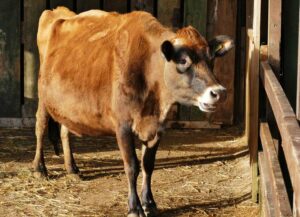 Trastornos de salud y vida productiva de las vacas