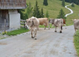 Differences between cow walking or transport by truck