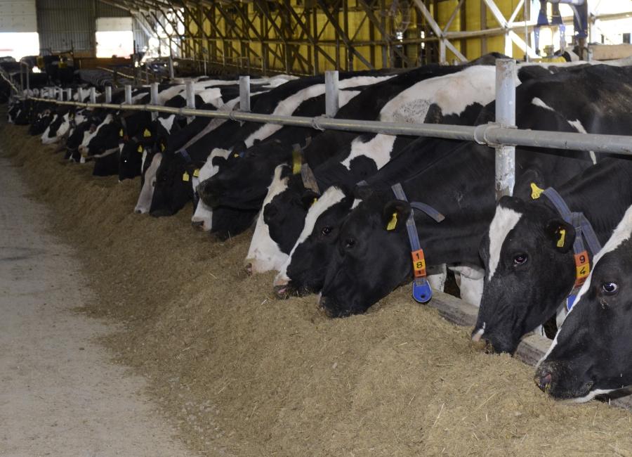 Replacing alfalfa hay with corn gluten feed in dairy cow diets