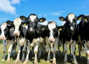Risk factors in acute outbreaks of respiratory disease in calves