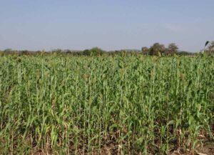 Nutritional composition of sorghum silage